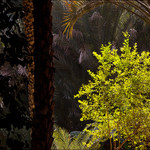 V zapovězené zahradě