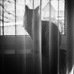 čekání na opeřence