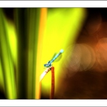 Modroočka v barvách