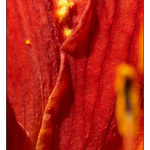 ...vagina pectoris...