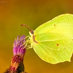 ... Žluťásek řešetlákový (Gonepteryx rhamni) ...