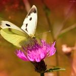 ... Na bodláčí ...