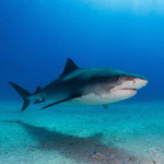 Žralok tygří