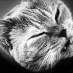Pussycat