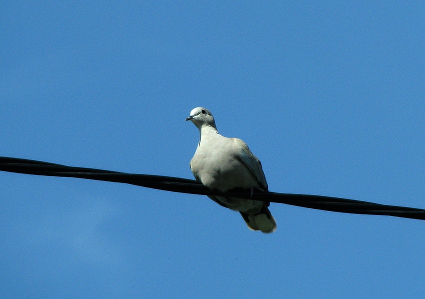 Hrdlička