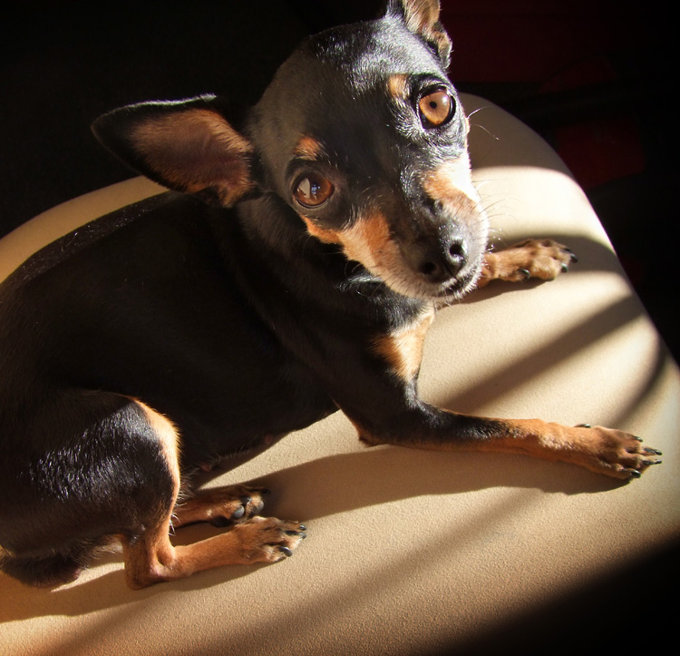 prosba v očích krysaříka