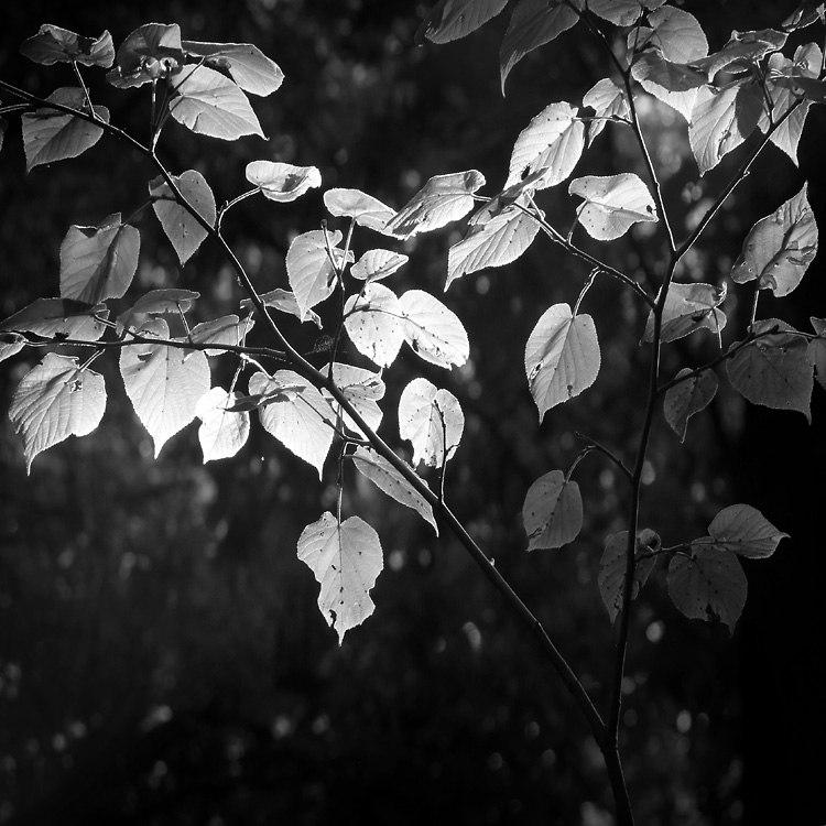 pondělní odpoledne