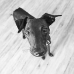 chrtí návštěvník