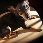 prosba v očích krysaříka