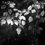 pondělní odpoledne