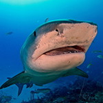 Emma The Shark