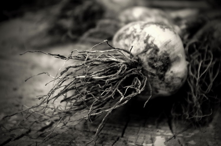 zátišie s cesnakom