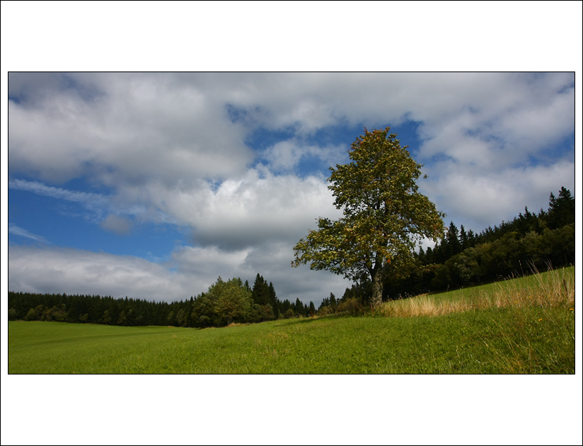 Odpolední procházka