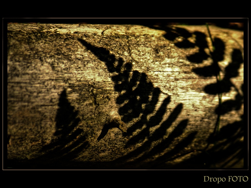 Stínohry kapraďorostů