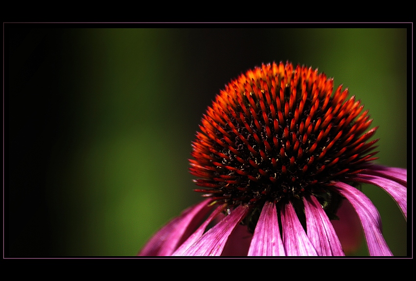 Echinacea v barvách podzimu
