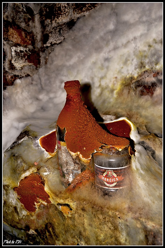 Dřevomorka domácí