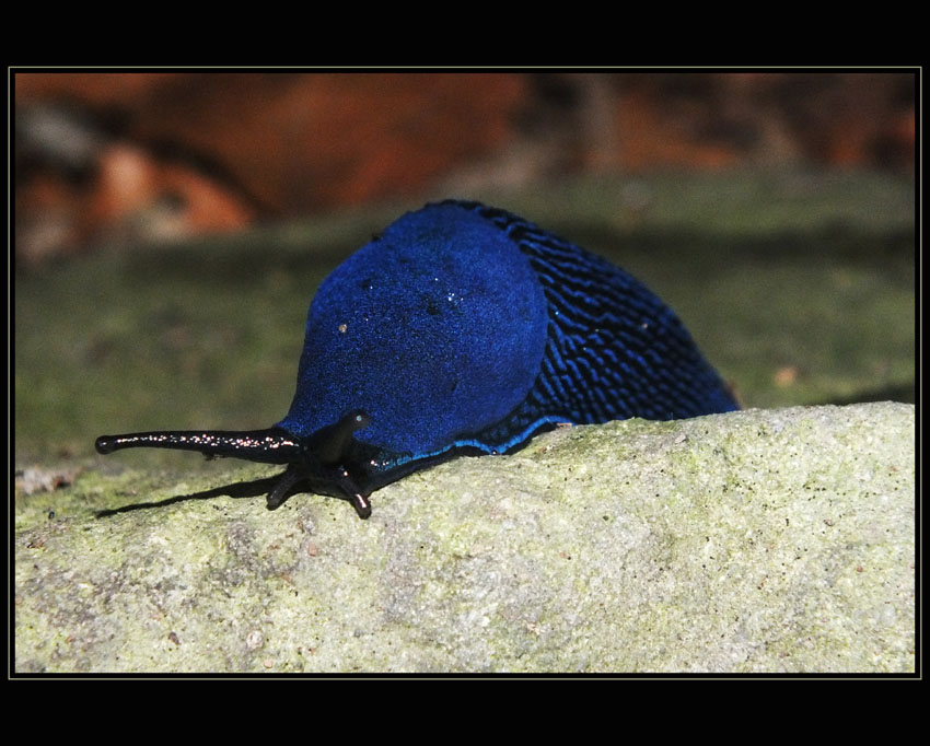 Blue world