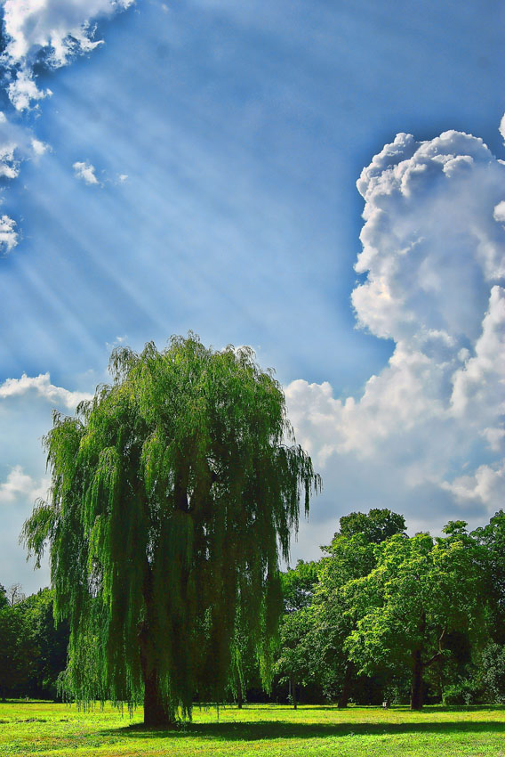 Tree of light