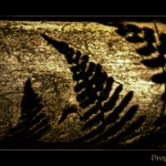 Stínohry kapraďorostů