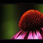 Echinacea v barvách podzimu