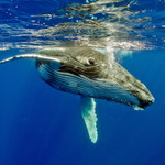 Další pozdrav z Tonga