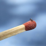 pidi mraveneček :-)