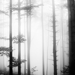  a ještě jedna mlha