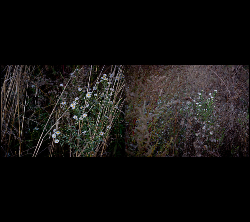 diptych b