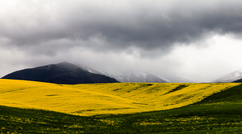 odroda nízkotatranská
