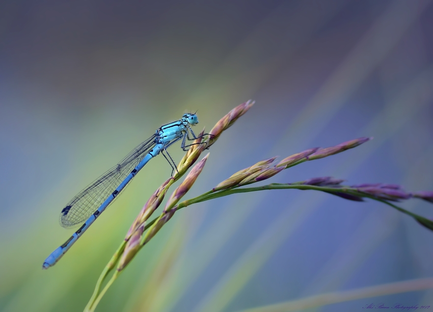 ... Podvečerní čekání ...