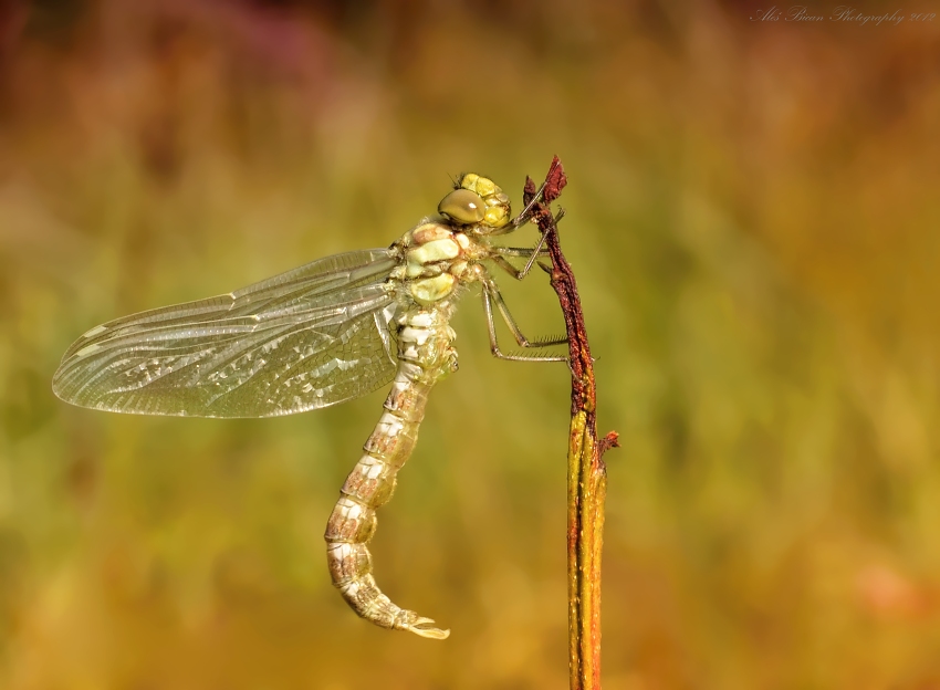 ... V pubertálním věku ...