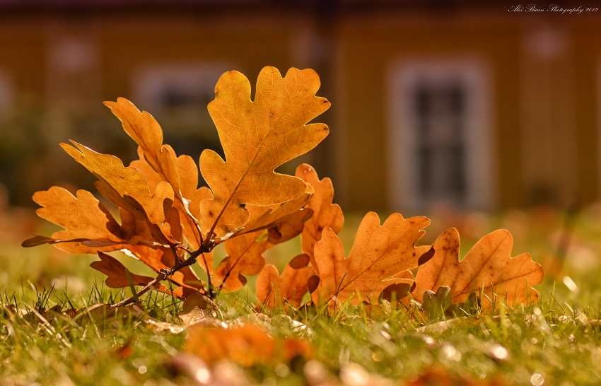 ... Podzimní zátiší ...