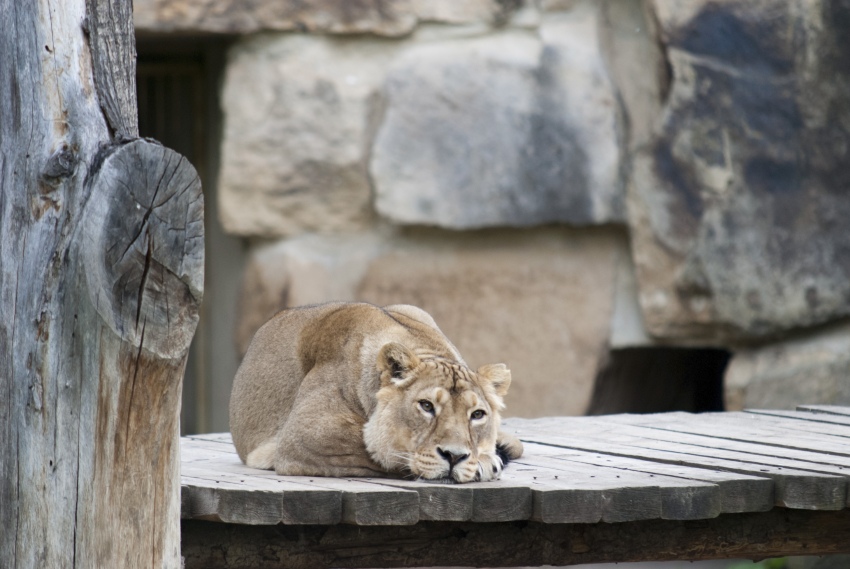 zoo
