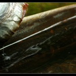 Prostě jen tak pršelo z okapu ...