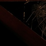Arachnida