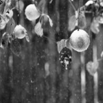 Náhlý předvoj  Vánoc