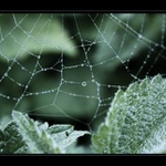 Korálkárna po ránu