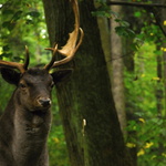 Ze sobotní procházky III