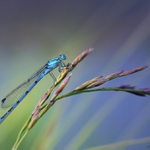 ... Podvečerní čekání ...