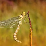 ... V pubertálním věku ...