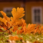 ... Podzimní zátiší ...