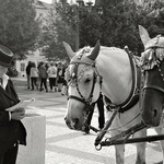 Kočárové koně na Staroměstském náměstí