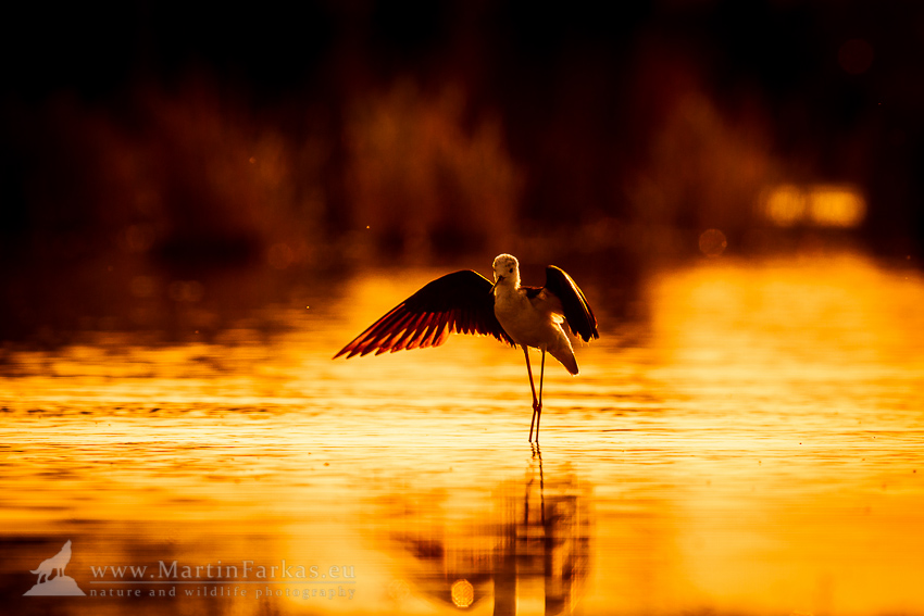 Šišila bocianovitá (Himantopus himantopus)