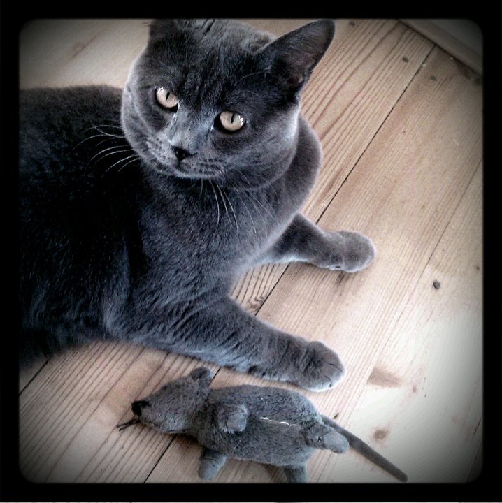 Edward & mouse