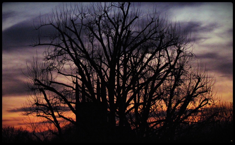 creepy tree & scary church