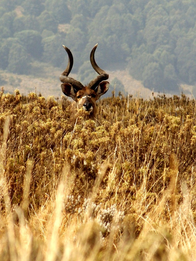 Nyala horská, sameček