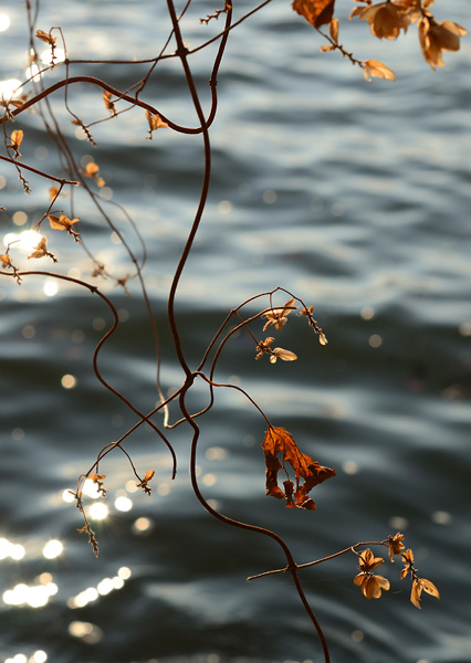 osud divokého chmelu