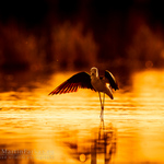 Šišila bocianovitá (Himantopus himantopus)