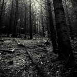 v čiernom lese