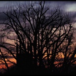 creepy tree & scary church